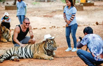 Zdjęcia z dzikimi kotami – codzienny obrazek w kontrowersyjnej Świątyni Tygrysów, prowincja Kanchanaburi, Tajlandia, kwiecień 2015 r. / Fot. Diego Azubel / EPA / PAP