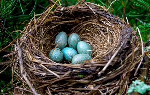 Gniazdo kosa // Aleksandra / Adobe Stock