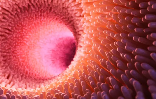 Ilustracja jelita cienkiego – kosmki jelitowe zwiększają powierzchnię wchłaniania składników odżywczych do krwi i limfy. U niektórych zwierząt dobrze ukrwione jelita mogą również uczestniczyć w wymianie gazowej, co zainspirowało eksperymenty z podawaniem tą drogą tlenu ludziom // Sebastian Kaulitzki / Adobe Stock