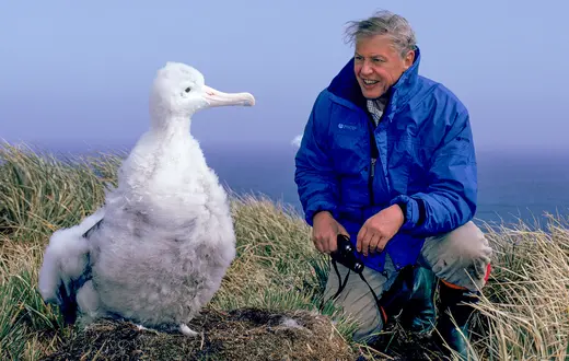 David Attenborough i pisklę albatrosa wędrownego na planie filmu „Życie pośród lodu”, BBC, 1992 r. // Fot. Ben Osborne / Nature Picture Library / BE&W
